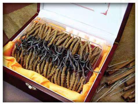 阿巴嘎冬虫夏草回收